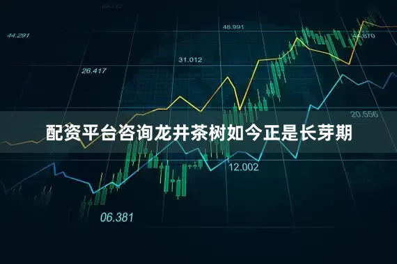 配资平台咨询龙井茶树如今正是长芽期